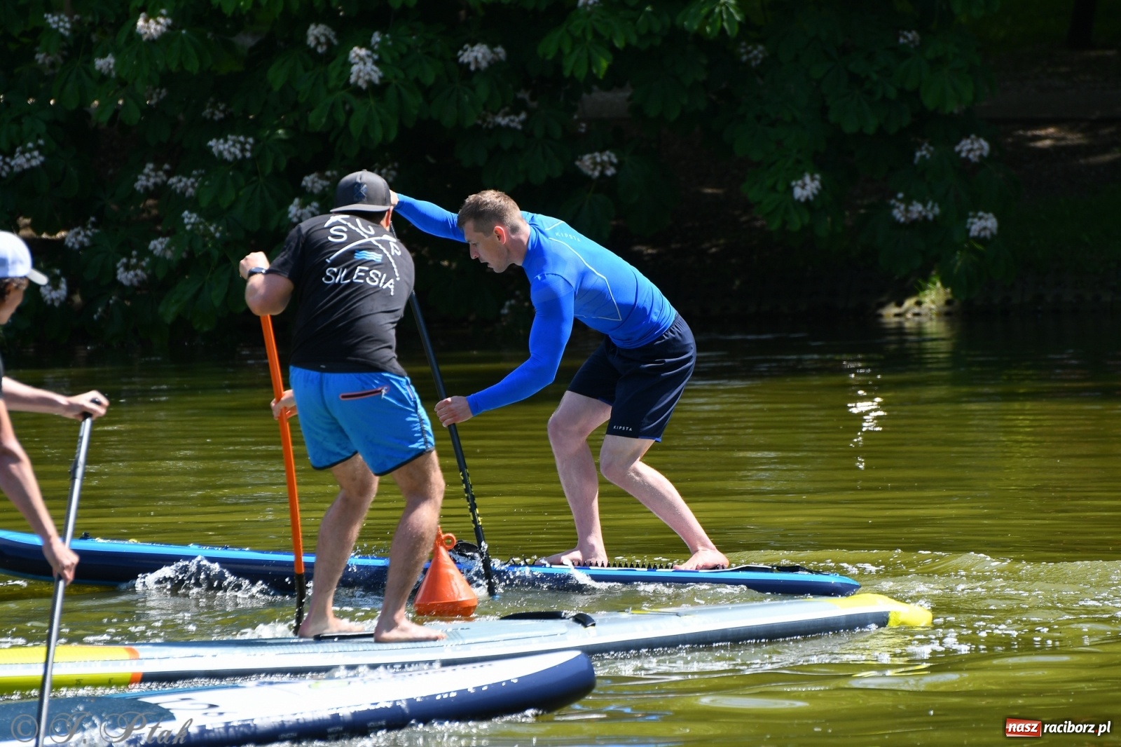 Zdjęcie w galerii na portalu naszraciborz.pl: Racibórz. Wielkie wiosłowanie w parku m. Roth wiadomości z regionu