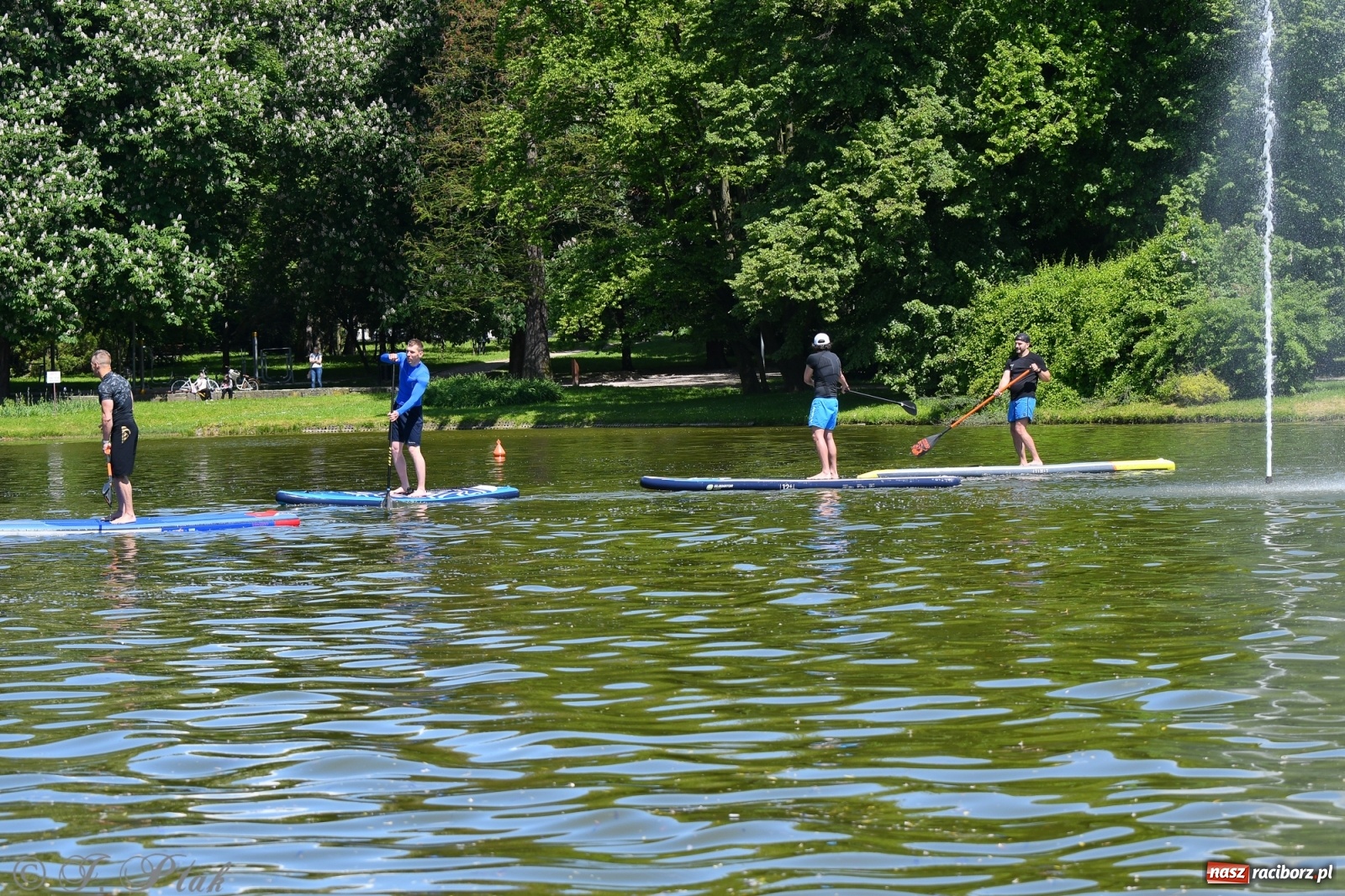 Zdjęcie w galerii na portalu naszraciborz.pl: Racibórz. Wielkie wiosłowanie w parku m. Roth wiadomości z regionu