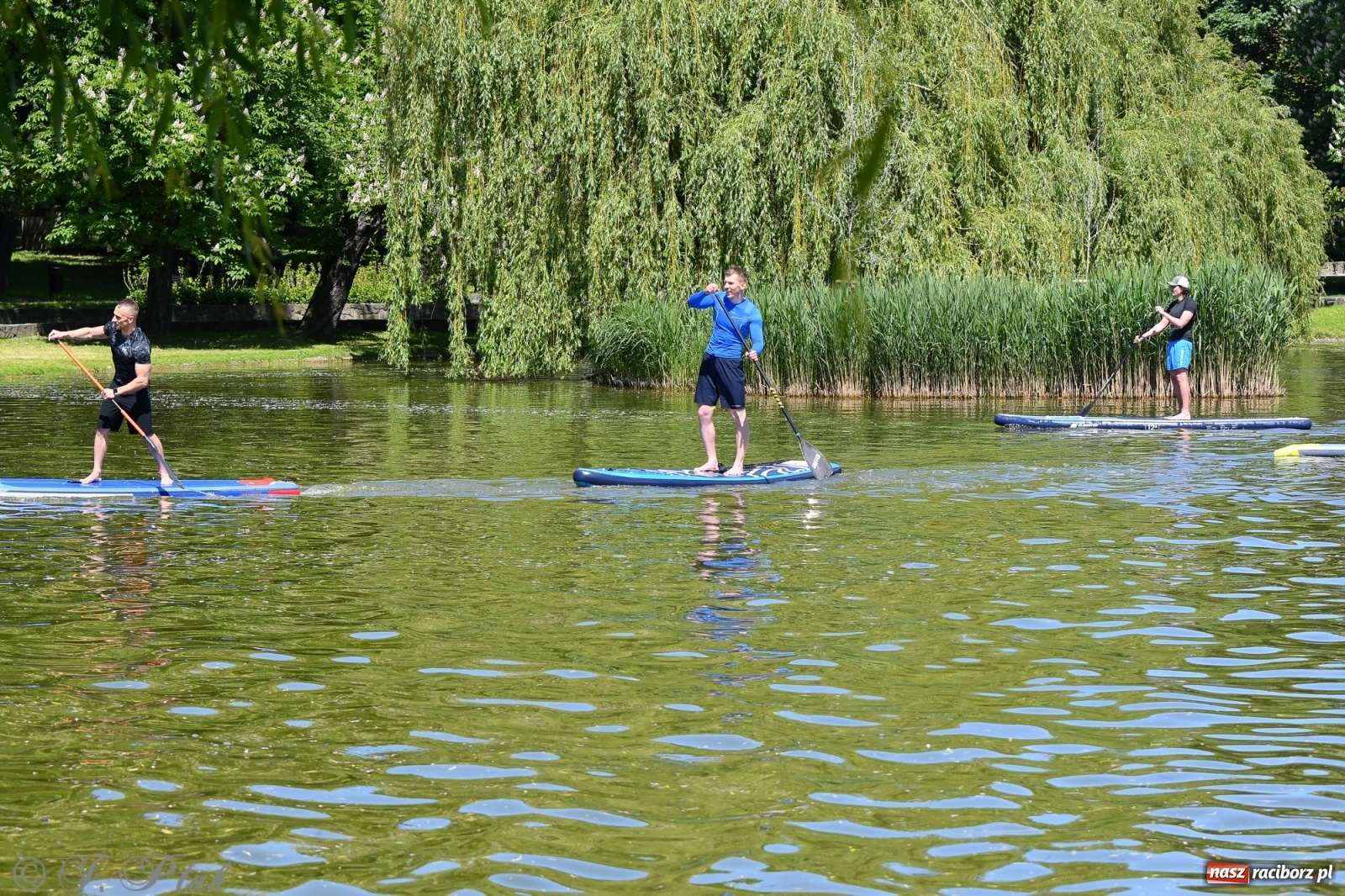 Zdjęcie w galerii na portalu naszraciborz.pl: Racibórz. Wielkie wiosłowanie w parku m. Roth wiadomości z regionu