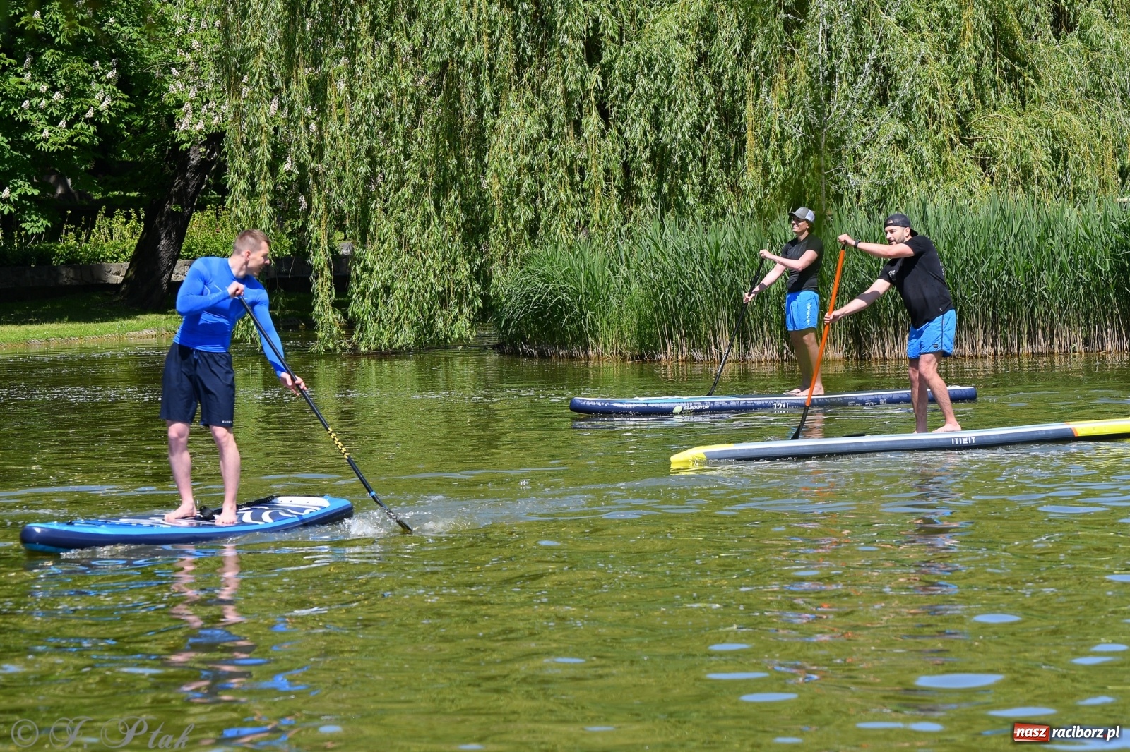 Zdjęcie w galerii na portalu naszraciborz.pl: Racibórz. Wielkie wiosłowanie w parku m. Roth wiadomości z regionu