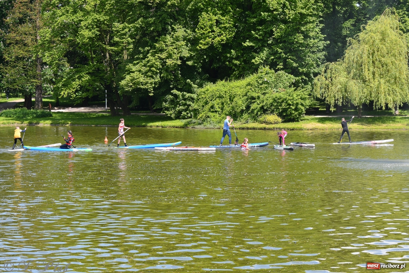 Zdjęcie w galerii na portalu naszraciborz.pl: Racibórz. Wielkie wiosłowanie w parku m. Roth wiadomości z regionu