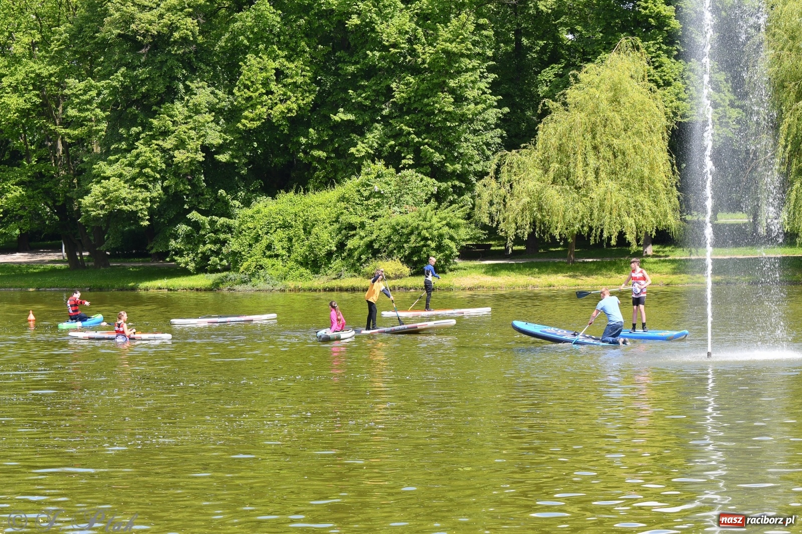 Zdjęcie w galerii na portalu naszraciborz.pl: Racibórz. Wielkie wiosłowanie w parku m. Roth wiadomości z regionu
