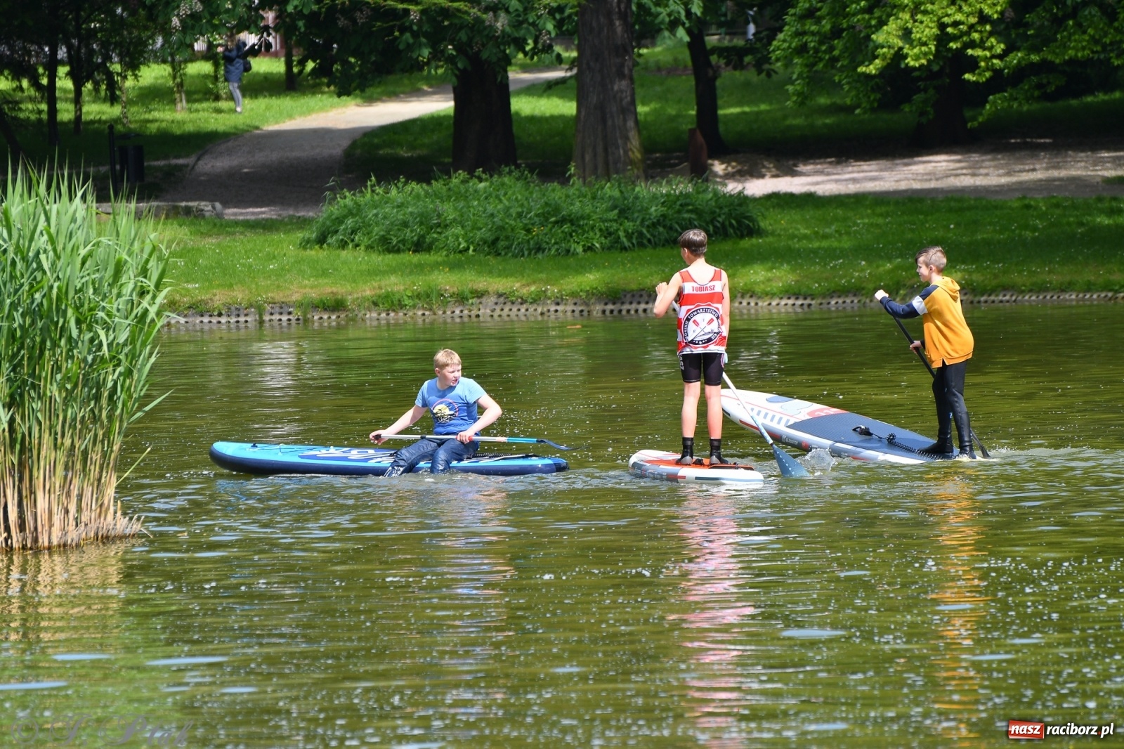 Zdjęcie w galerii na portalu naszraciborz.pl: Racibórz. Wielkie wiosłowanie w parku m. Roth wiadomości z regionu