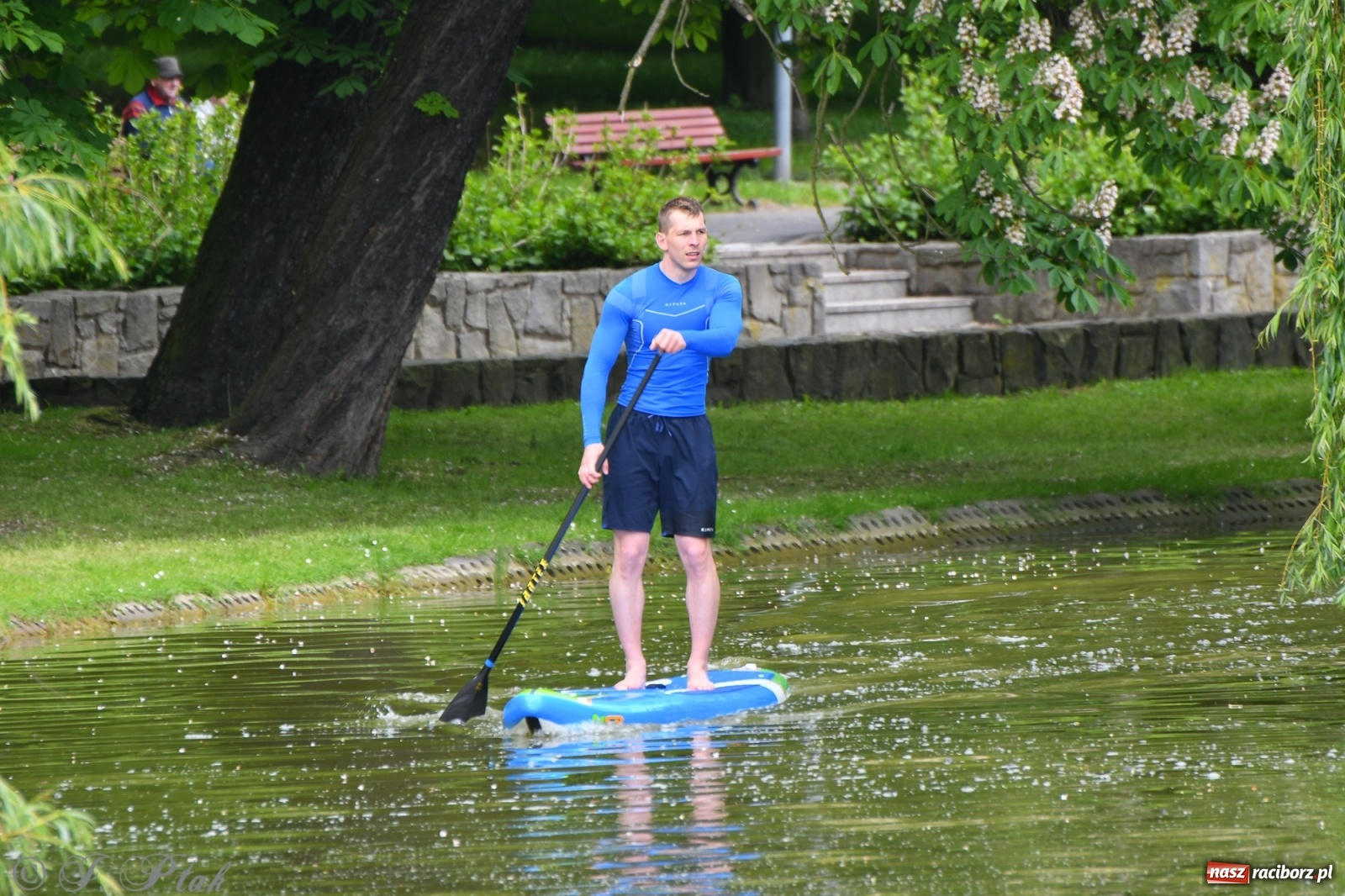 Zdjęcie w galerii na portalu naszraciborz.pl: Racibórz. Wielkie wiosłowanie w parku m. Roth wiadomości z regionu