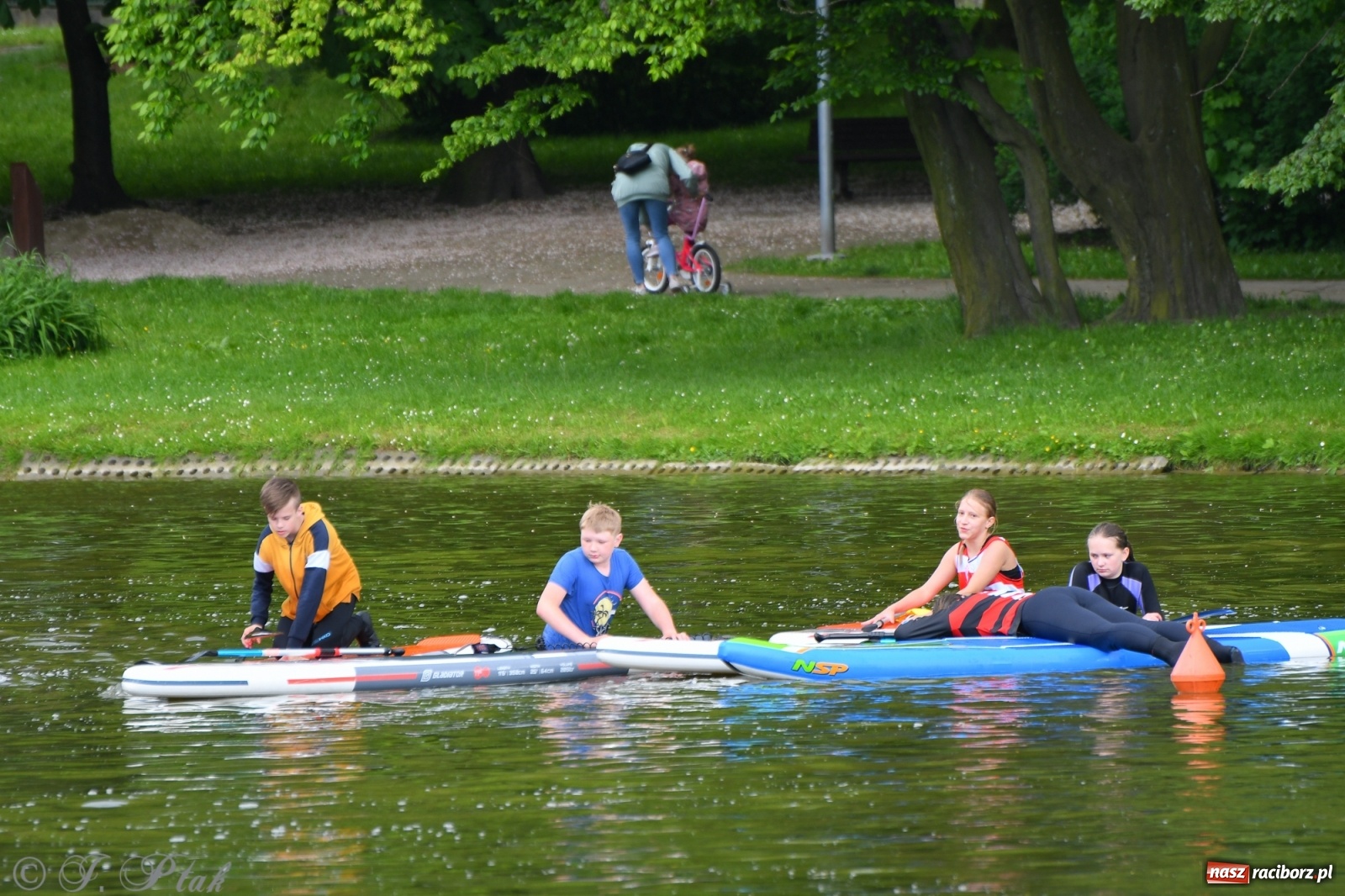 Zdjęcie w galerii na portalu naszraciborz.pl: Racibórz. Wielkie wiosłowanie w parku m. Roth wiadomości z regionu