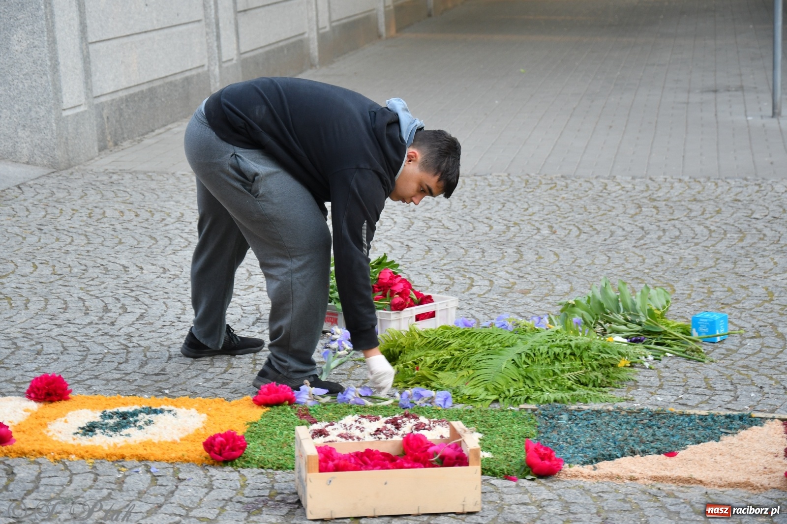Zdjęcie w galerii na portalu naszraciborz.pl: W Sercu i Matce Bożej strojenie na Boże Ciało połączyło pokolenia wiadomości z regionu
