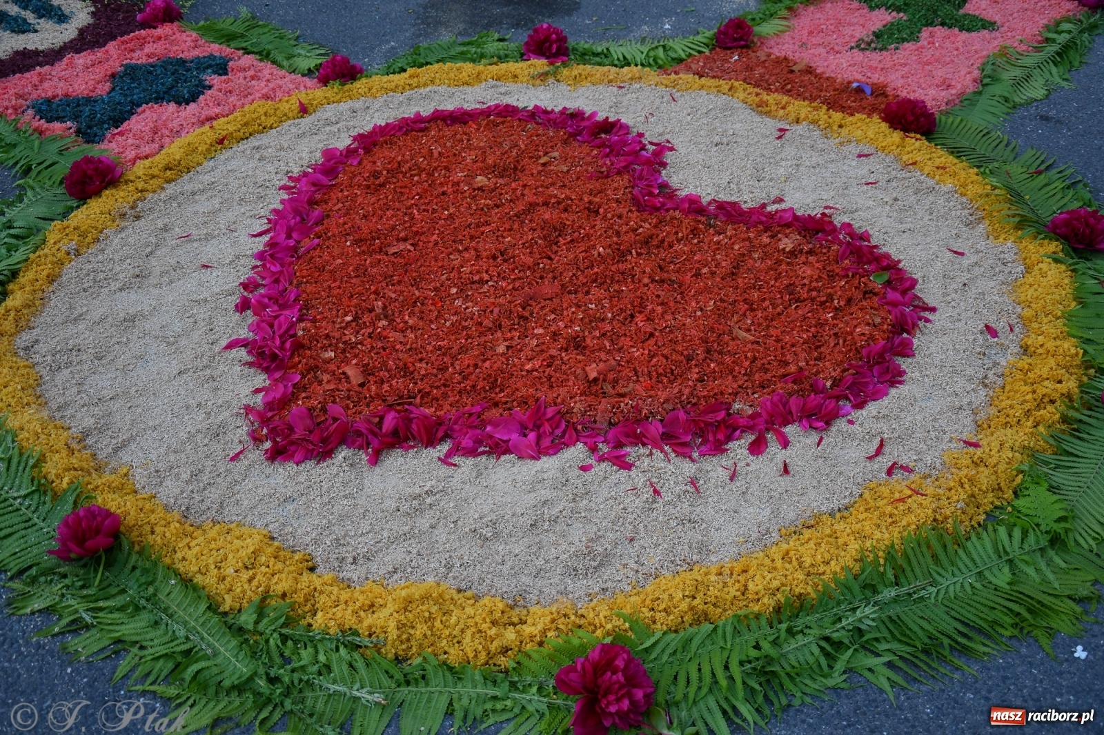 Zdjęcie w galerii na portalu naszraciborz.pl: W Sercu i Matce Bożej strojenie na Boże Ciało połączyło pokolenia wiadomości z regionu