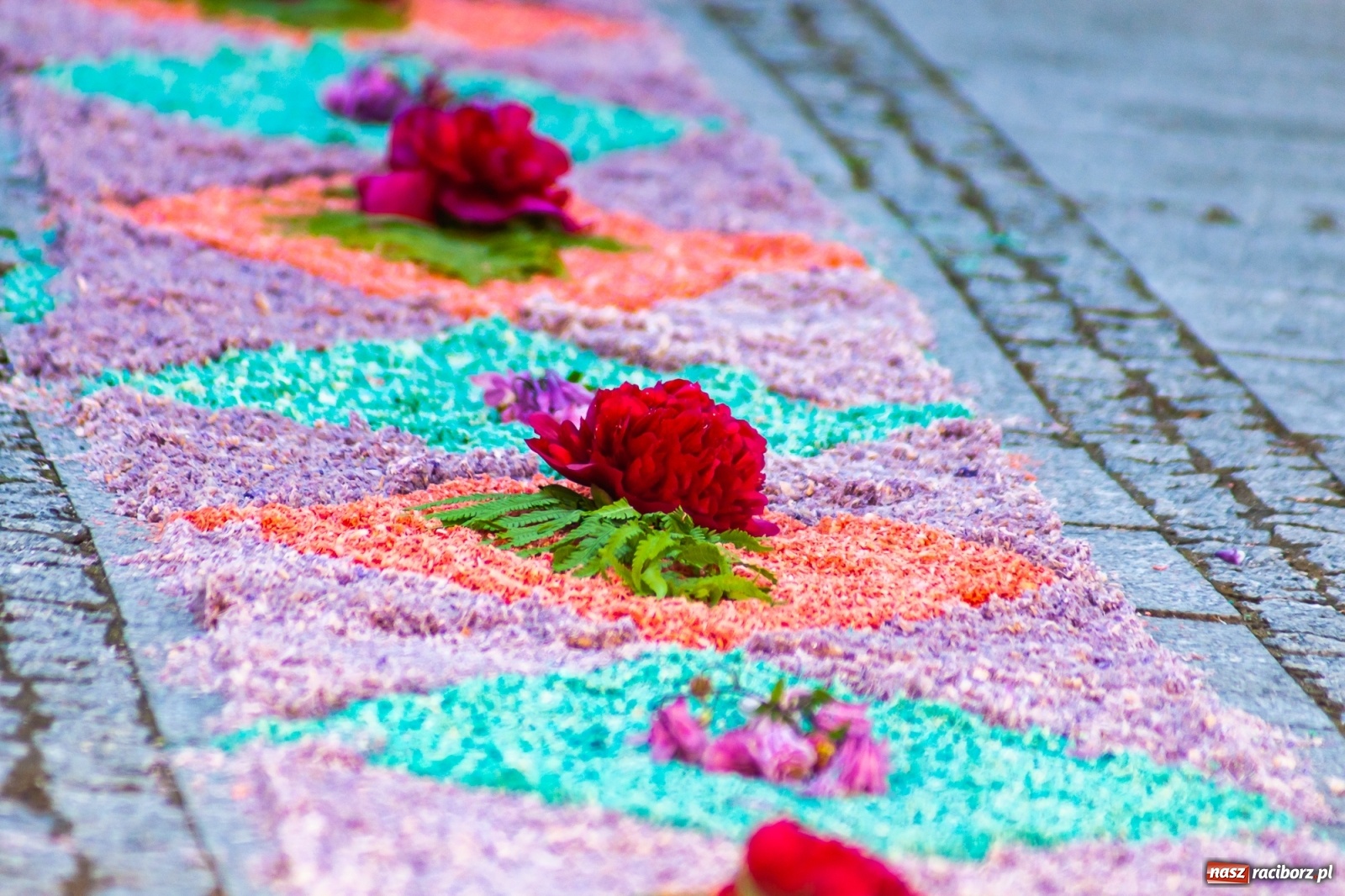 Zdjęcie w galerii na portalu naszraciborz.pl: Raciborskie procesje Bożego Ciała 2021 wiadomości z regionu