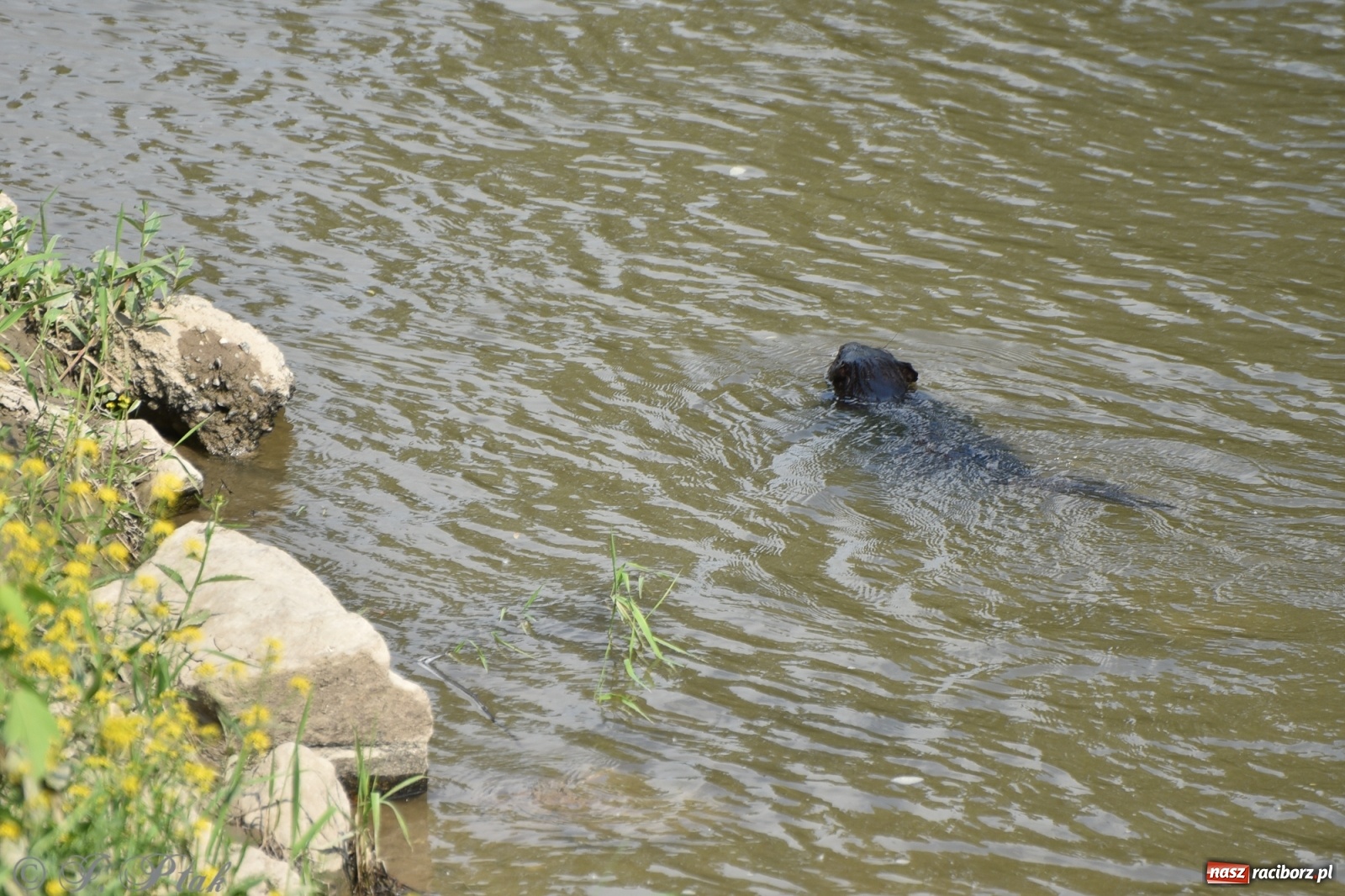 Zdjęcie w galerii na portalu naszraciborz.pl: Familijny finał Ty-Godnia Dziecka w Raciborzu [FOTO i WIDEO] wiadomości z regionu