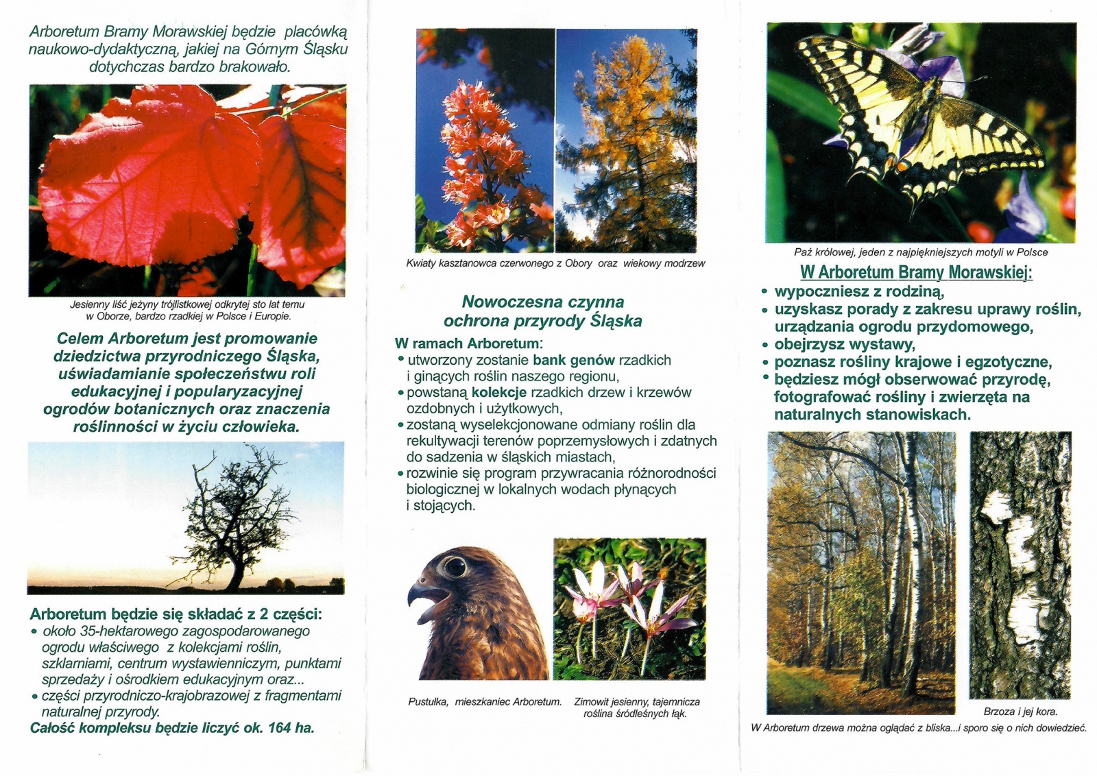 Zdjęcie w galerii na portalu naszraciborz.pl: Z bibliotecznego archiwum. Arboretum Bramy Morawskiej w Raciborzu wiadomości z regionu