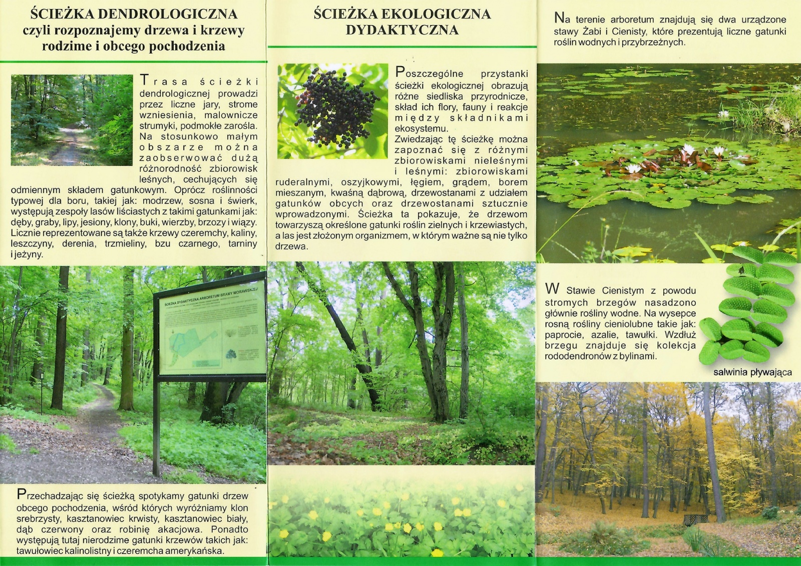 Zdjęcie w galerii na portalu naszraciborz.pl: Z bibliotecznego archiwum. Arboretum Bramy Morawskiej w Raciborzu wiadomości z regionu