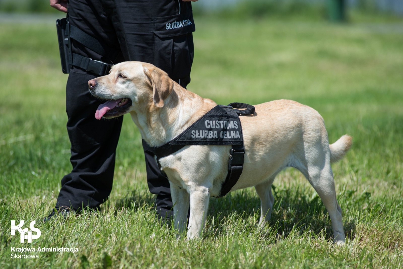 Zdjęcie w galerii na portalu naszraciborz.pl: Śląska KAS chce przyjąć 50 funkcjonariuszy. Sprawdź, ile płaci na start wiadomości z regionu
