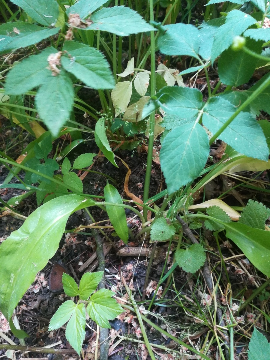 Zdjęcie w galerii na portalu naszraciborz.pl: List do redakcji. To, co zobaczyłam ścięło mnie z nóg wiadomości z regionu