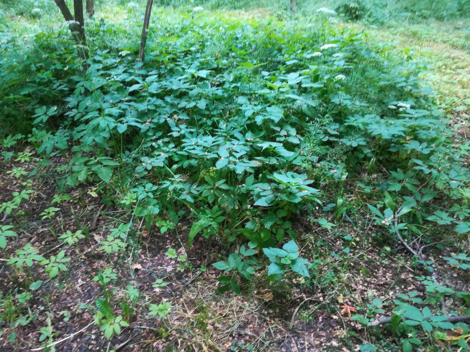 Zdjęcie w galerii na portalu naszraciborz.pl: List do redakcji. To, co zobaczyłam ścięło mnie z nóg wiadomości z regionu