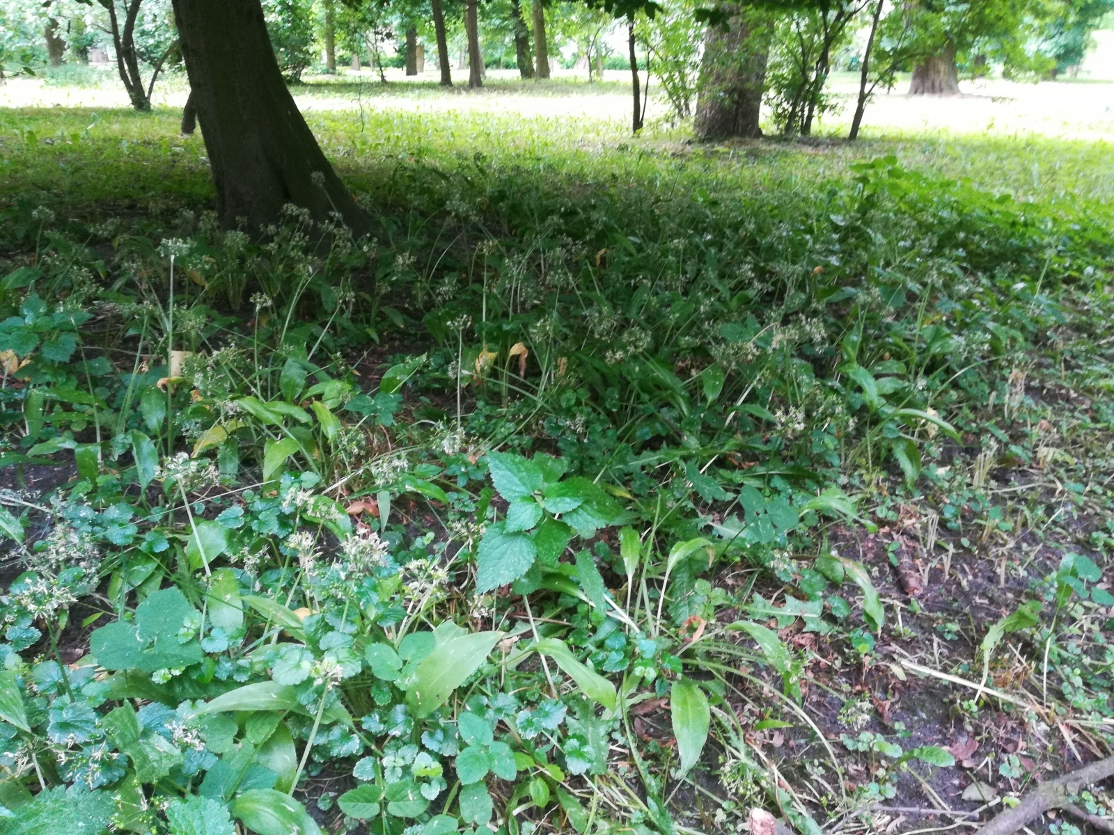 Zdjęcie w galerii na portalu naszraciborz.pl: List do redakcji. To, co zobaczyłam ścięło mnie z nóg wiadomości z regionu