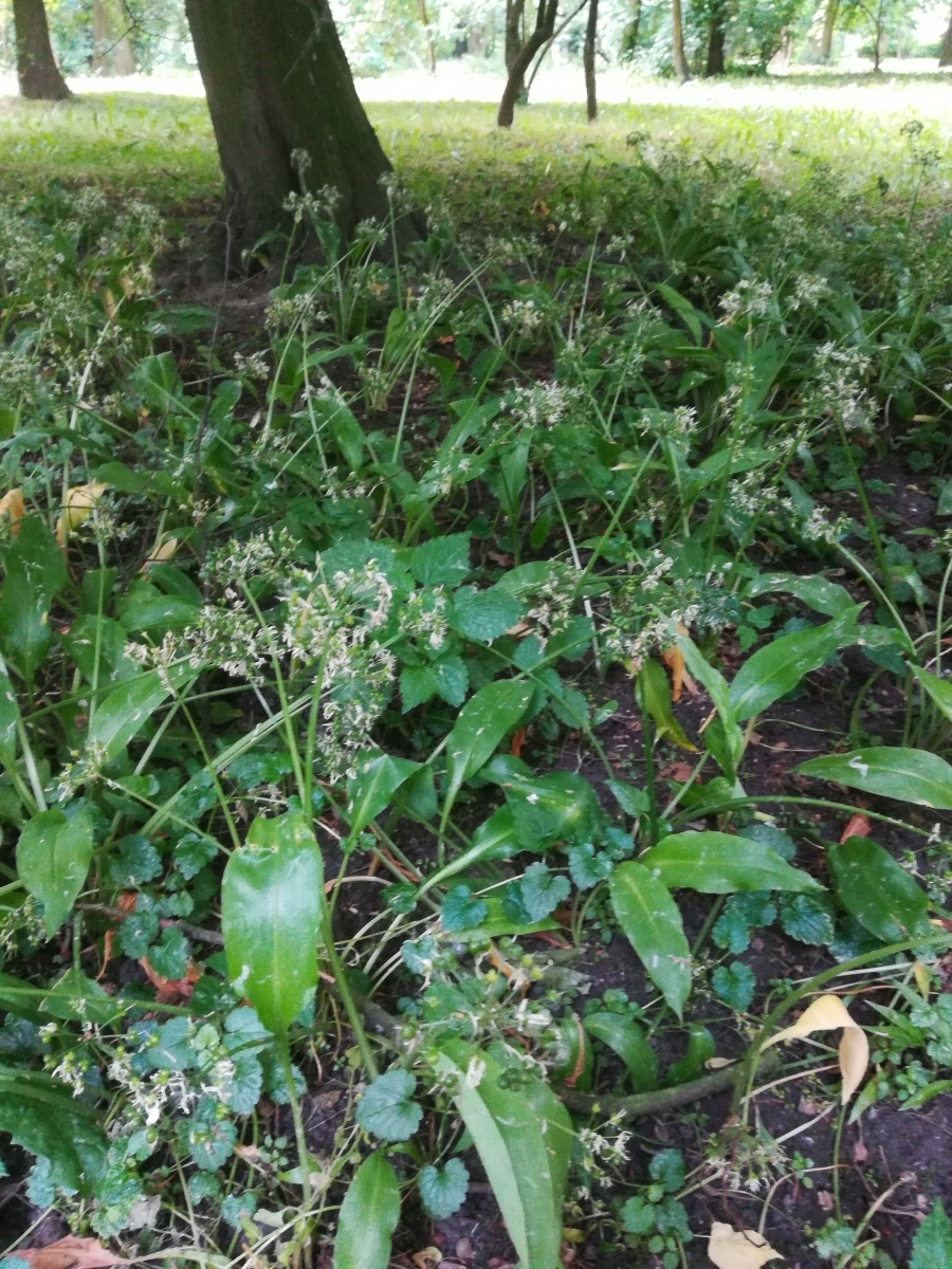 Zdjęcie w galerii na portalu naszraciborz.pl: List do redakcji. To, co zobaczyłam ścięło mnie z nóg wiadomości z regionu