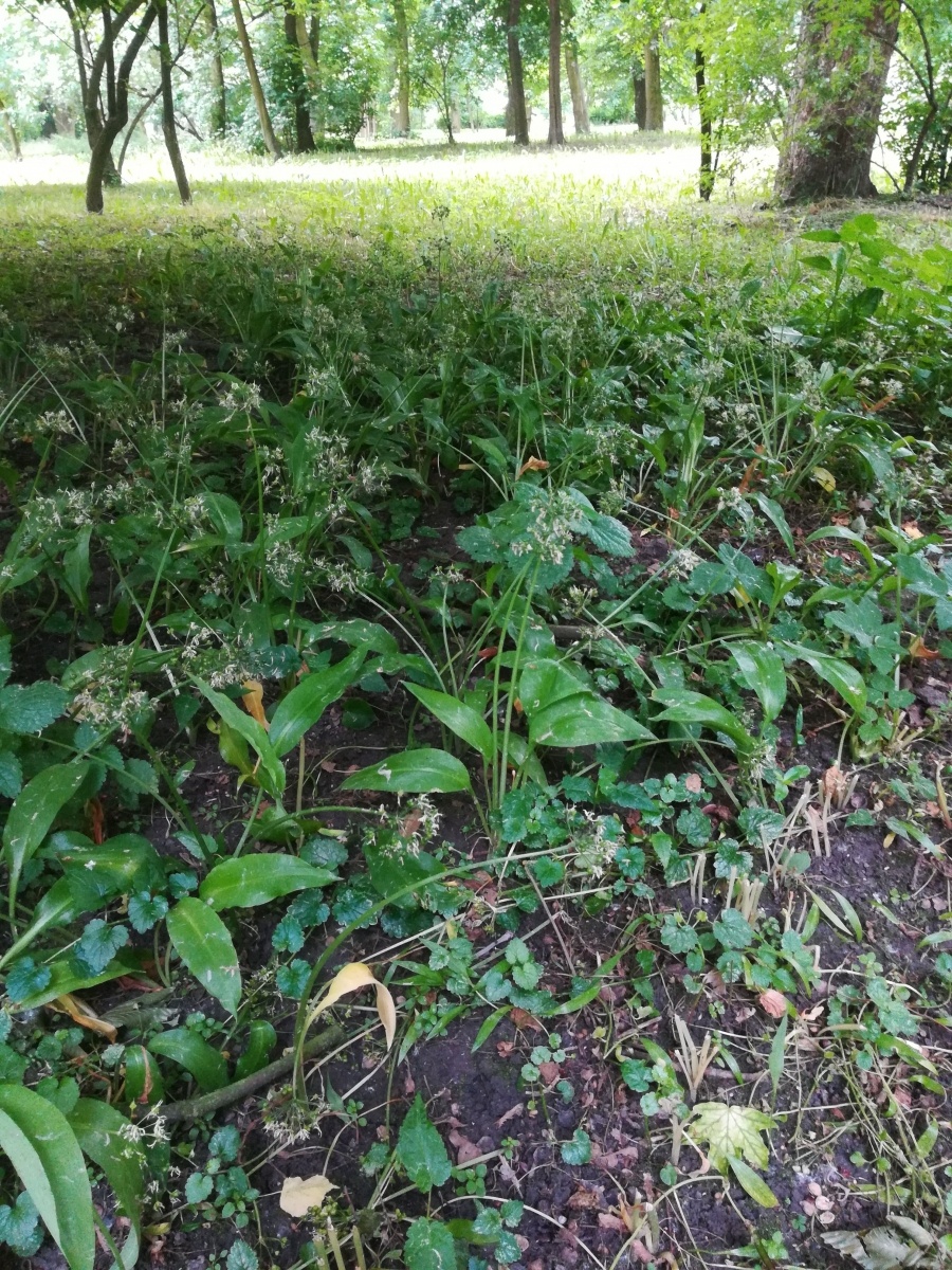 Zdjęcie w galerii na portalu naszraciborz.pl: List do redakcji. To, co zobaczyłam ścięło mnie z nóg wiadomości z regionu