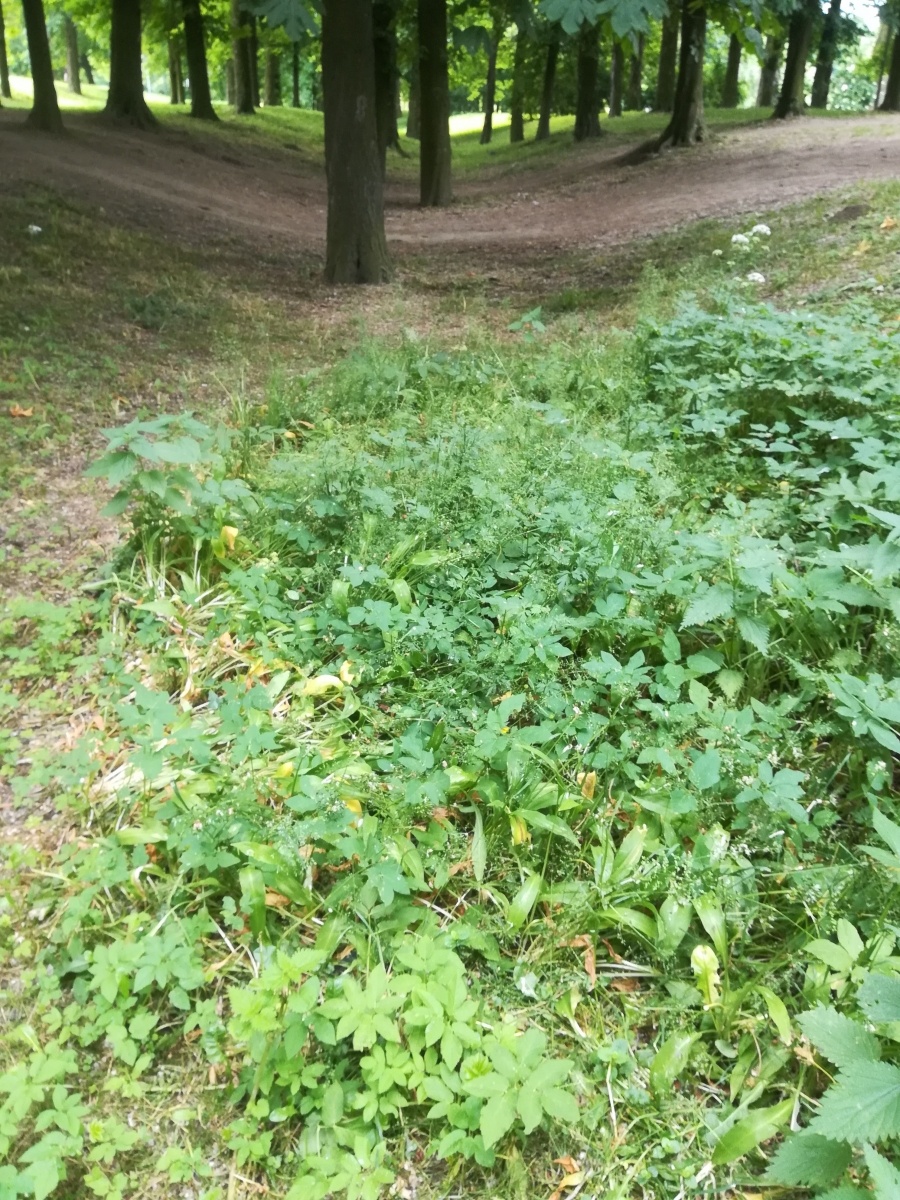 Zdjęcie w galerii na portalu naszraciborz.pl: List do redakcji. To, co zobaczyłam ścięło mnie z nóg wiadomości z regionu