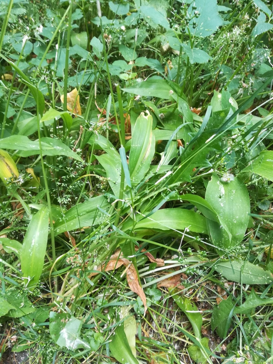 Zdjęcie w galerii na portalu naszraciborz.pl: List do redakcji. To, co zobaczyłam ścięło mnie z nóg wiadomości z regionu