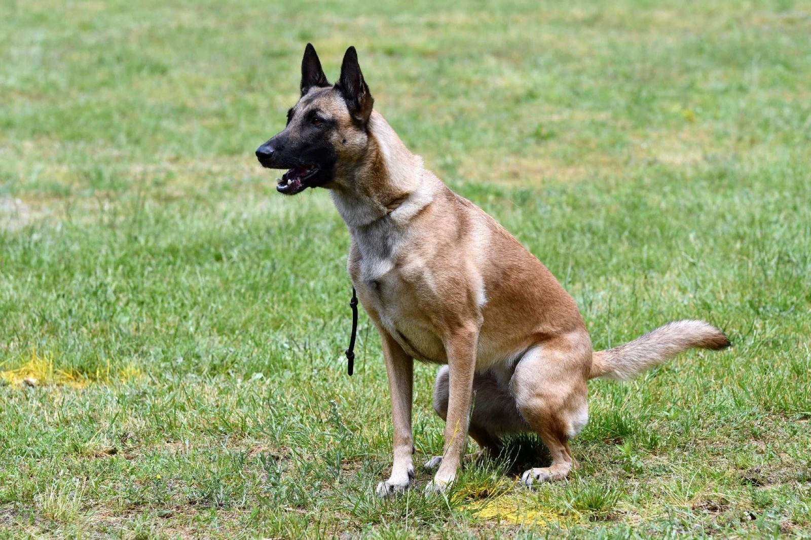 Zdjęcie w galerii na portalu naszraciborz.pl: Polacy i Czesi zorganizowali w Babicach zawody w mondioringu wiadomości z regionu