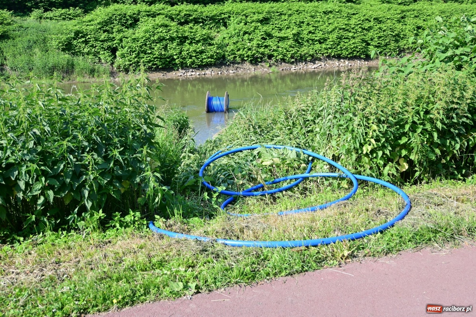 Zdjęcie w galerii na portalu naszraciborz.pl: Racibórz. Głupota ludzka nie zna granic wiadomości z regionu