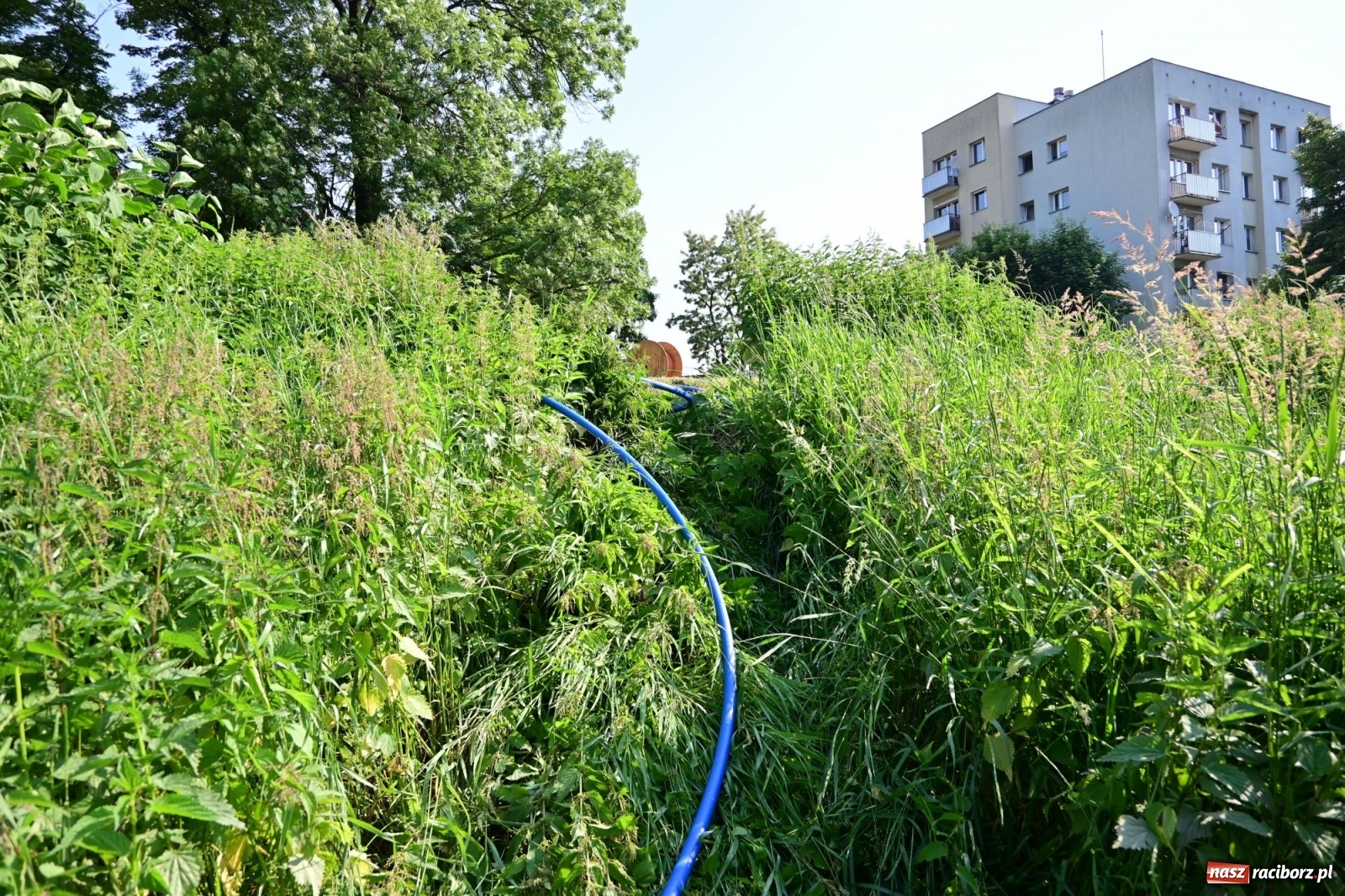 Zdjęcie w galerii na portalu naszraciborz.pl: Racibórz. Głupota ludzka nie zna granic wiadomości z regionu