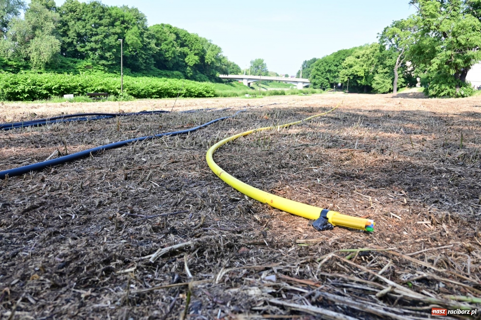 Zdjęcie w galerii na portalu naszraciborz.pl: Racibórz. Głupota ludzka nie zna granic wiadomości z regionu