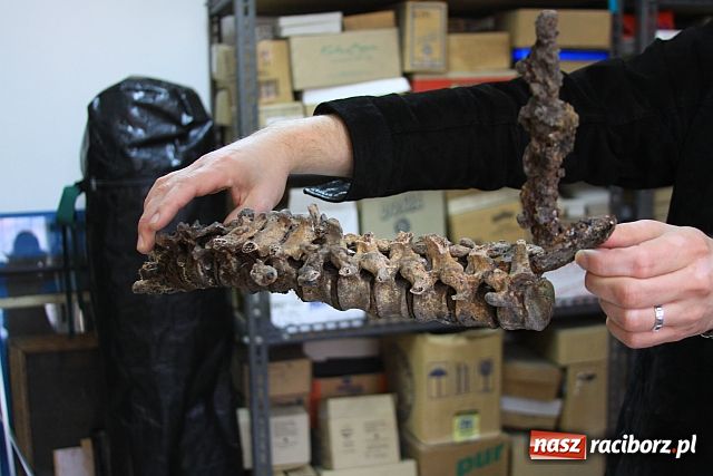 Zdjęcie w galerii na portalu naszraciborz.pl: Szkielet służył za pomoc w szkole? wiadomości z regionu