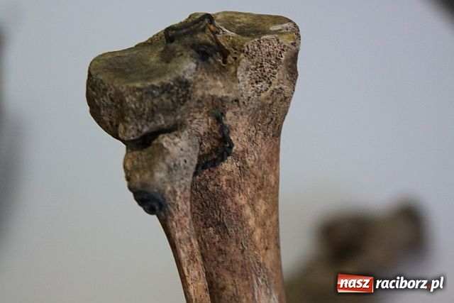 Zdjęcie w galerii na portalu naszraciborz.pl: Szkielet służył za pomoc w szkole? wiadomości z regionu