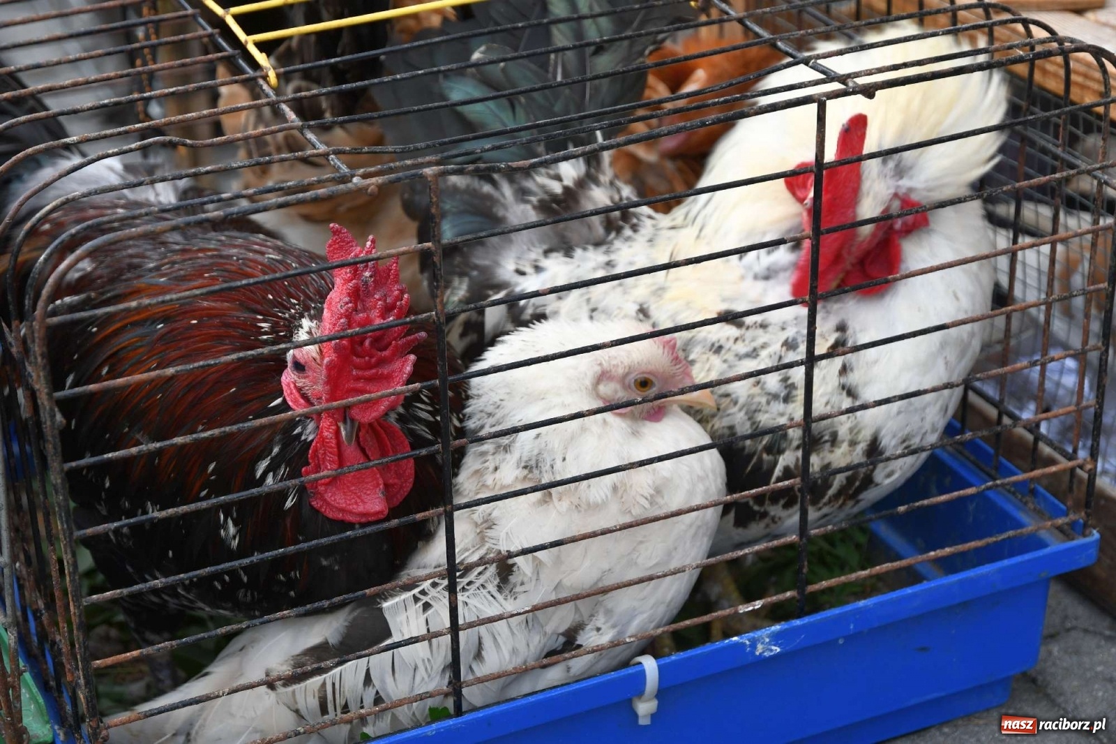 Zdjęcie w galerii na portalu naszraciborz.pl: Targ w Pietrowicach Wielkich trzyma fason [FOTO i WIDEO] wiadomości z regionu