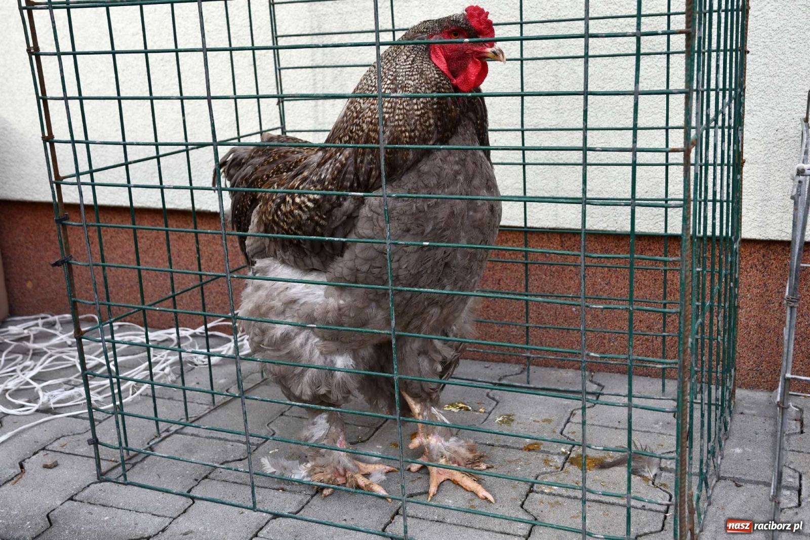 Zdjęcie w galerii na portalu naszraciborz.pl: Targ w Pietrowicach Wielkich trzyma fason [FOTO i WIDEO] wiadomości z regionu