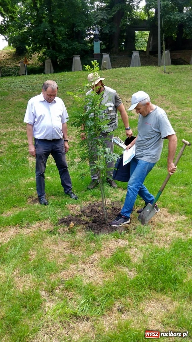 Zdjęcie w galerii na portalu naszraciborz.pl: Zawody w Krowiarkach. Zaczęło się od tęgiego lina wiadomości z regionu