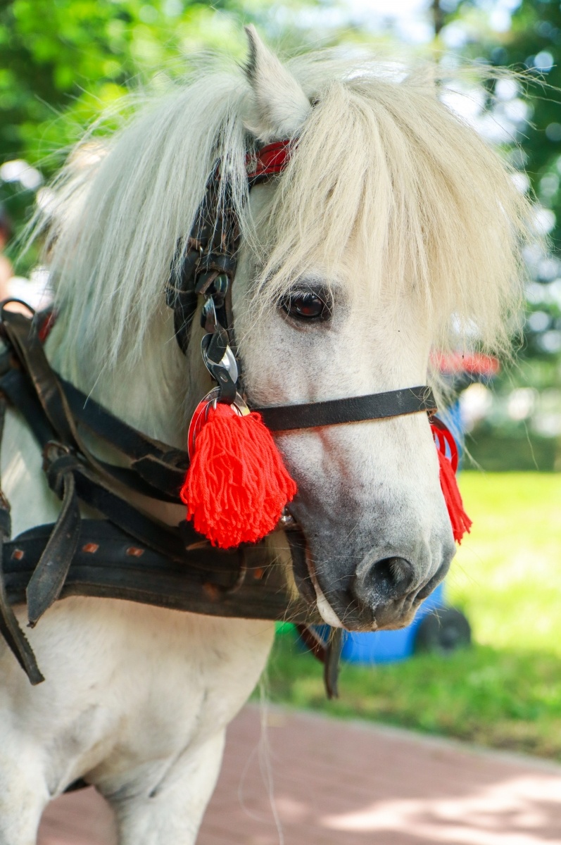 Zdjęcie w galerii na portalu naszraciborz.pl: Bańki, koniki, Banana Boat i The Sunny Side. Sobota na bulwarach wiadomości z regionu