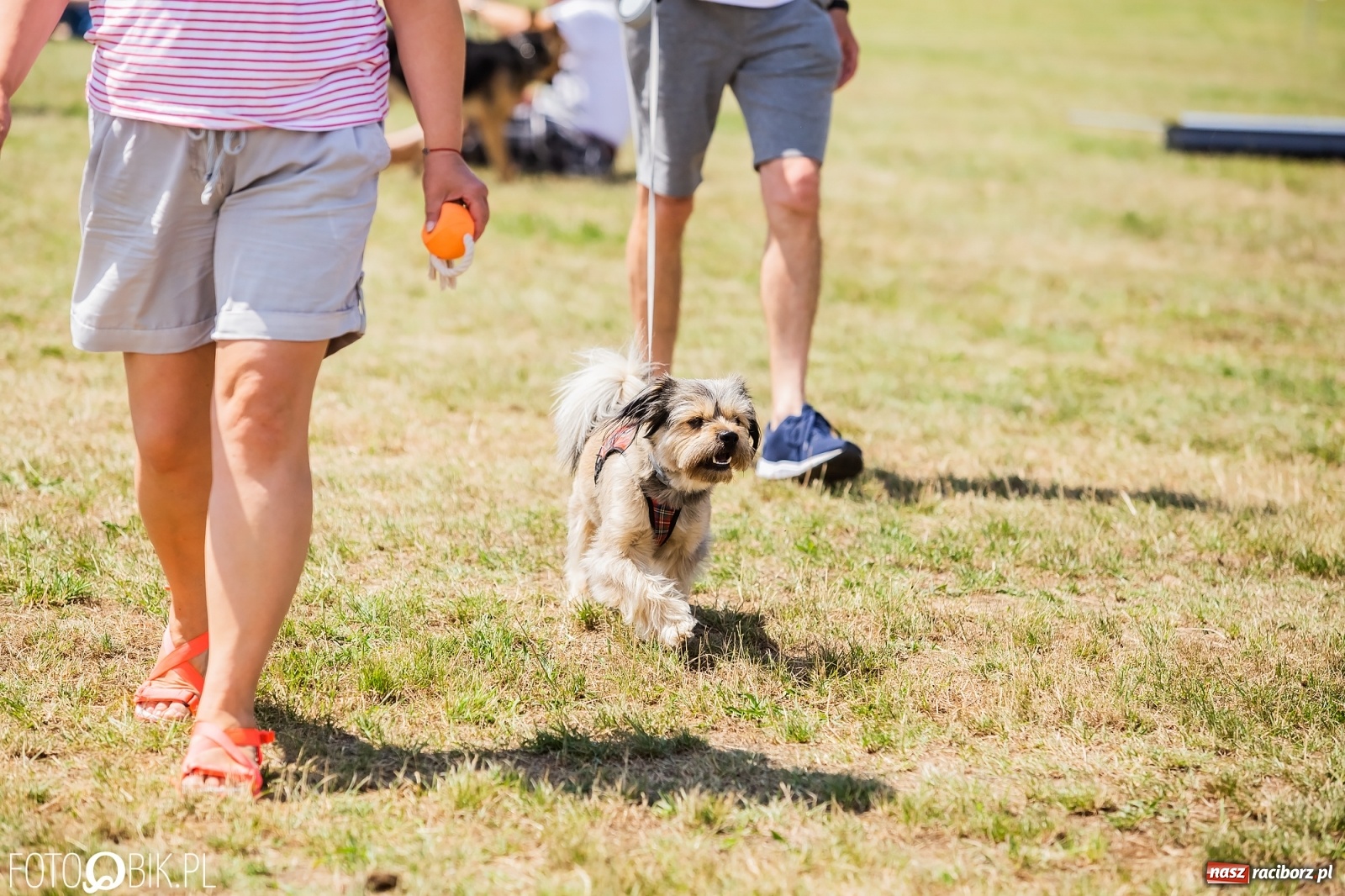 Zdjęcie w galerii na portalu naszraciborz.pl: I raciborskie zawody w dogtrekkingu [FOTO i WIDEO] wiadomości z regionu