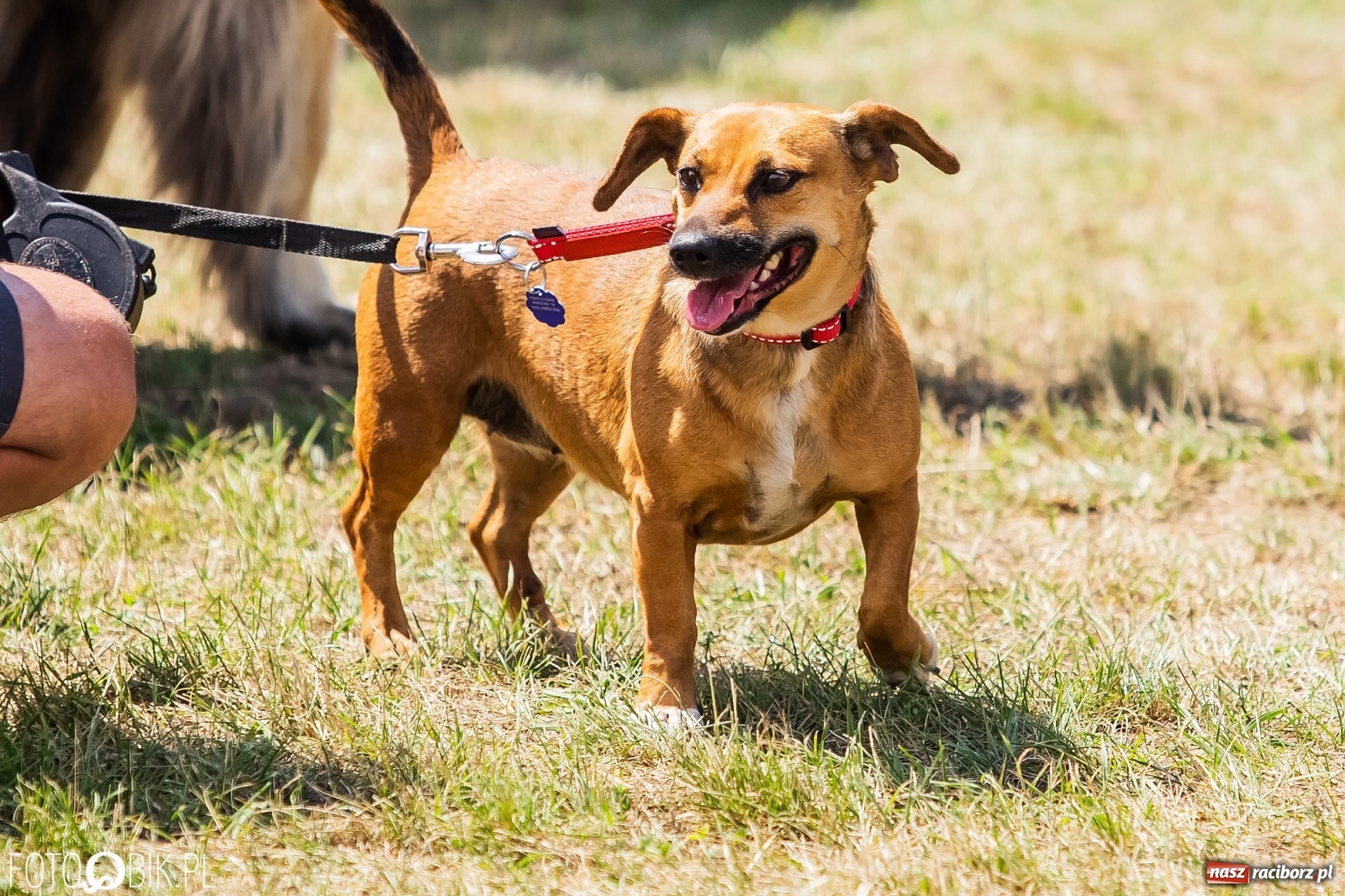 Zdjęcie w galerii na portalu naszraciborz.pl: I raciborskie zawody w dogtrekkingu [FOTO i WIDEO] wiadomości z regionu