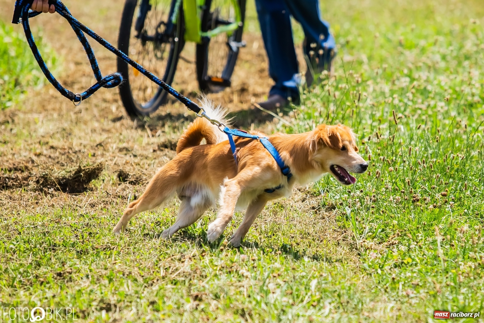 Zdjęcie w galerii na portalu naszraciborz.pl: I raciborskie zawody w dogtrekkingu [FOTO i WIDEO] wiadomości z regionu