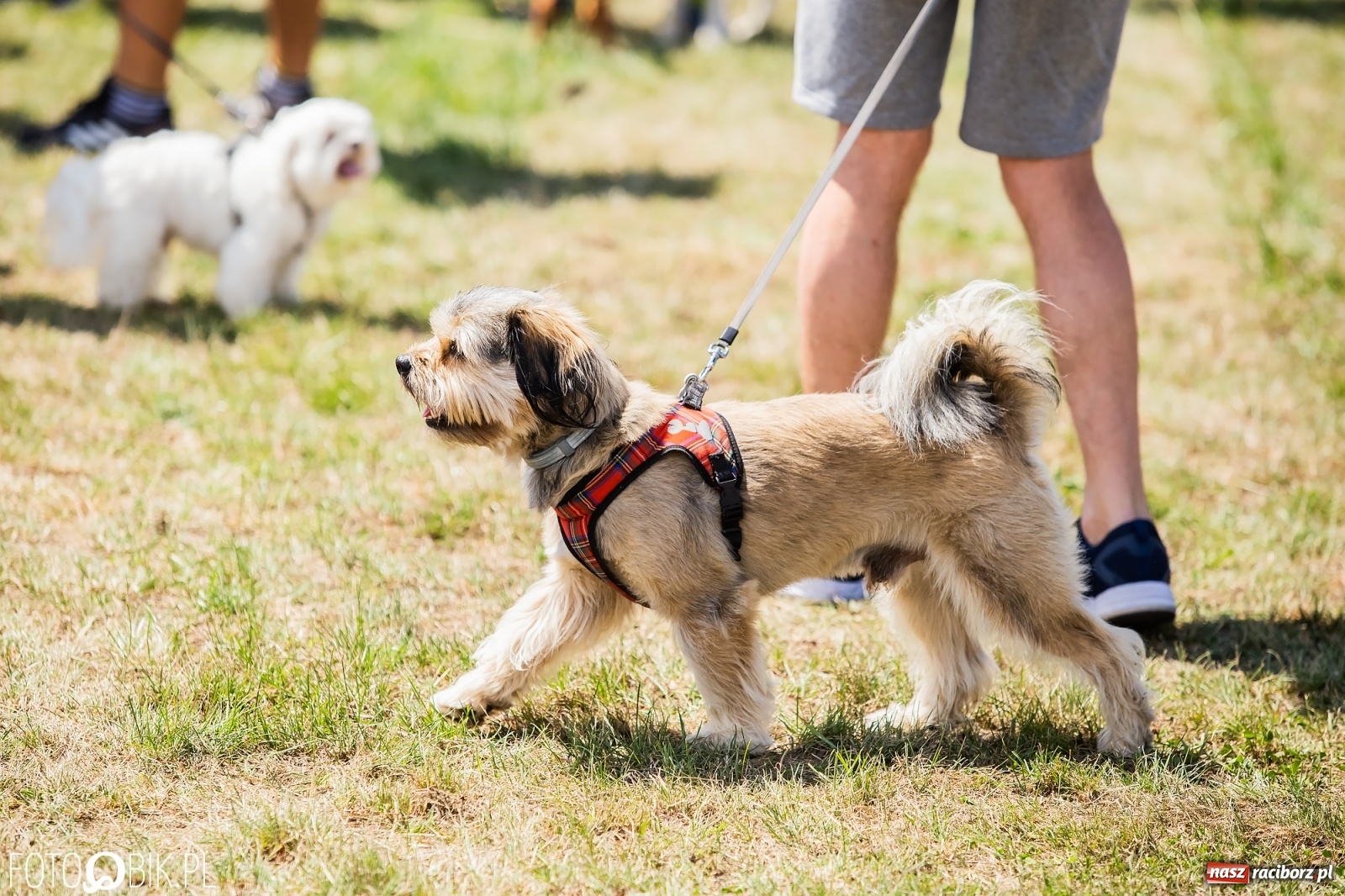 Zdjęcie w galerii na portalu naszraciborz.pl: I raciborskie zawody w dogtrekkingu [FOTO i WIDEO] wiadomości z regionu