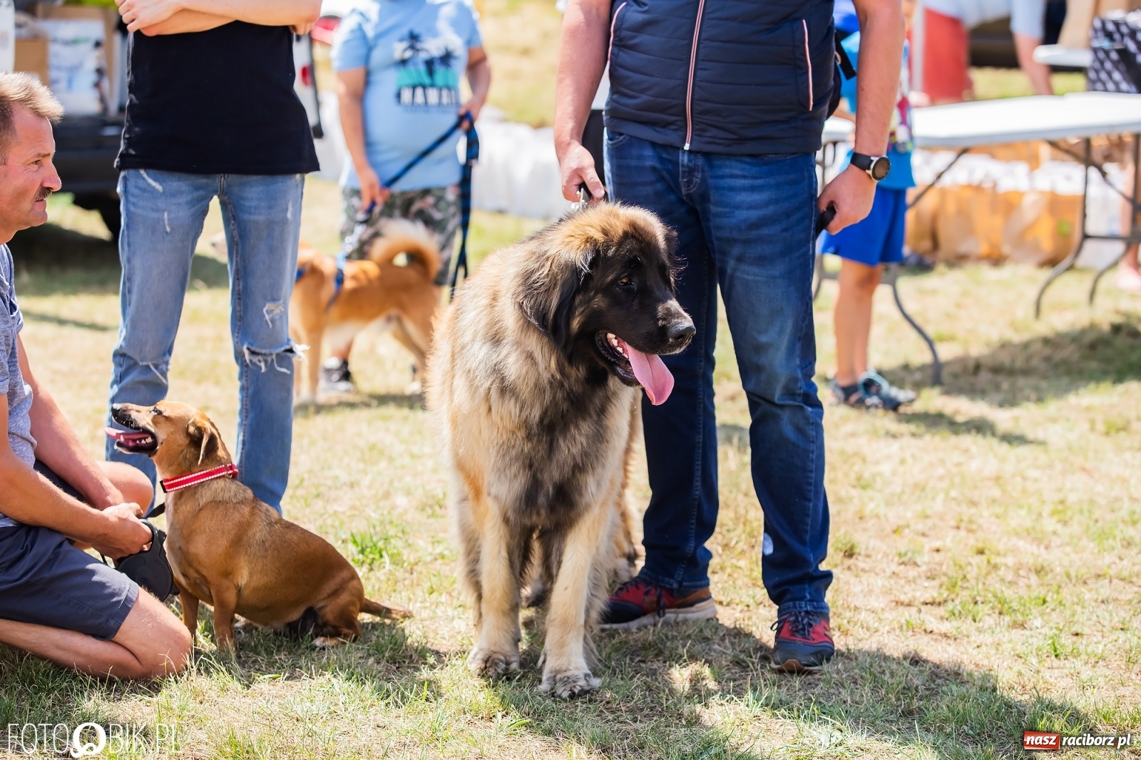 Zdjęcie w galerii na portalu naszraciborz.pl: I raciborskie zawody w dogtrekkingu [FOTO i WIDEO] wiadomości z regionu