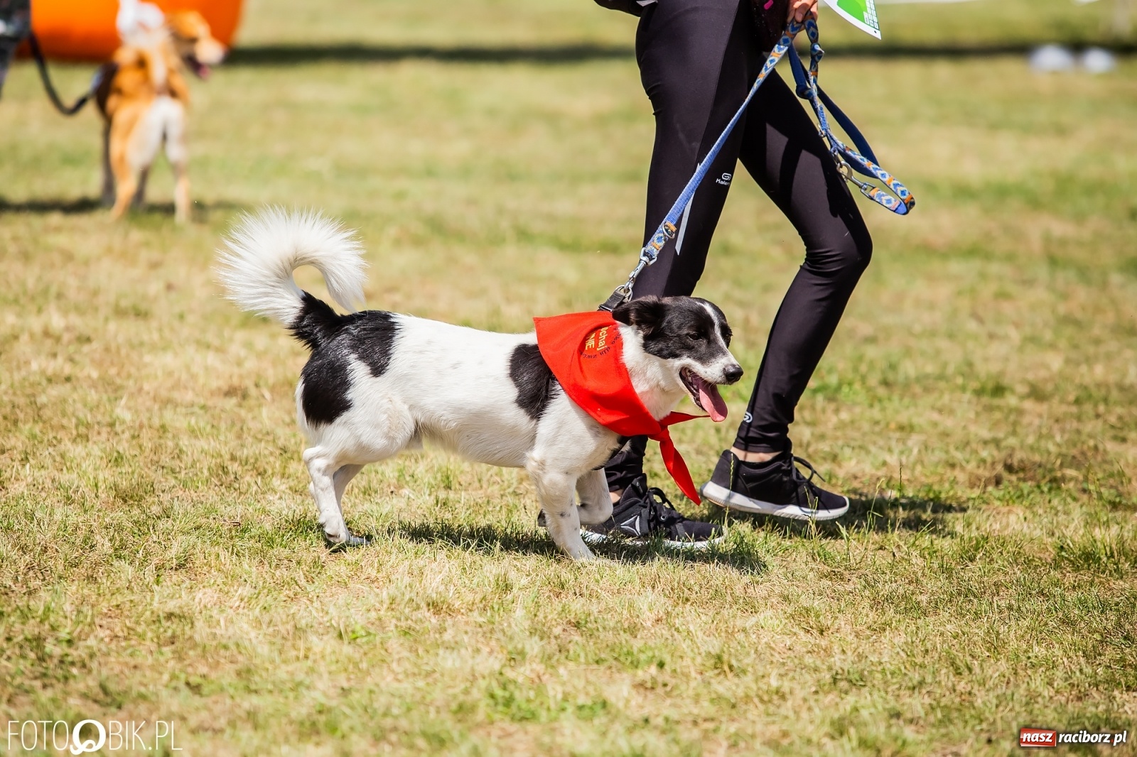 Zdjęcie w galerii na portalu naszraciborz.pl: I raciborskie zawody w dogtrekkingu [FOTO i WIDEO] wiadomości z regionu