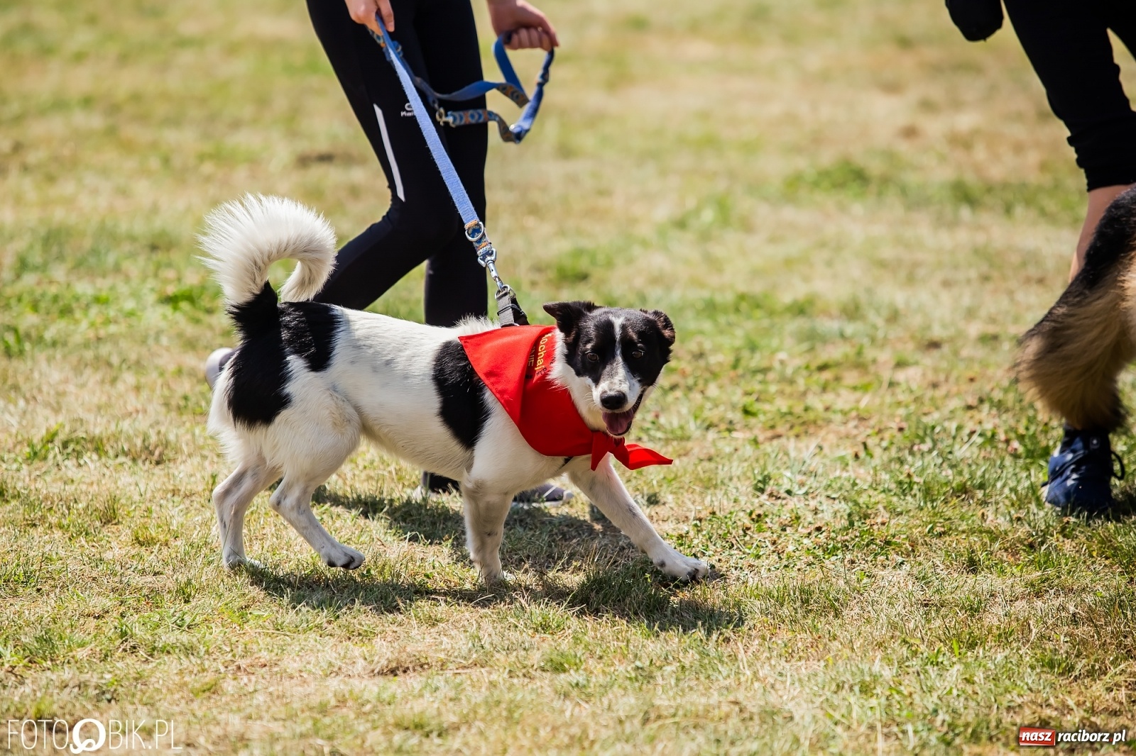 Zdjęcie w galerii na portalu naszraciborz.pl: I raciborskie zawody w dogtrekkingu [FOTO i WIDEO] wiadomości z regionu