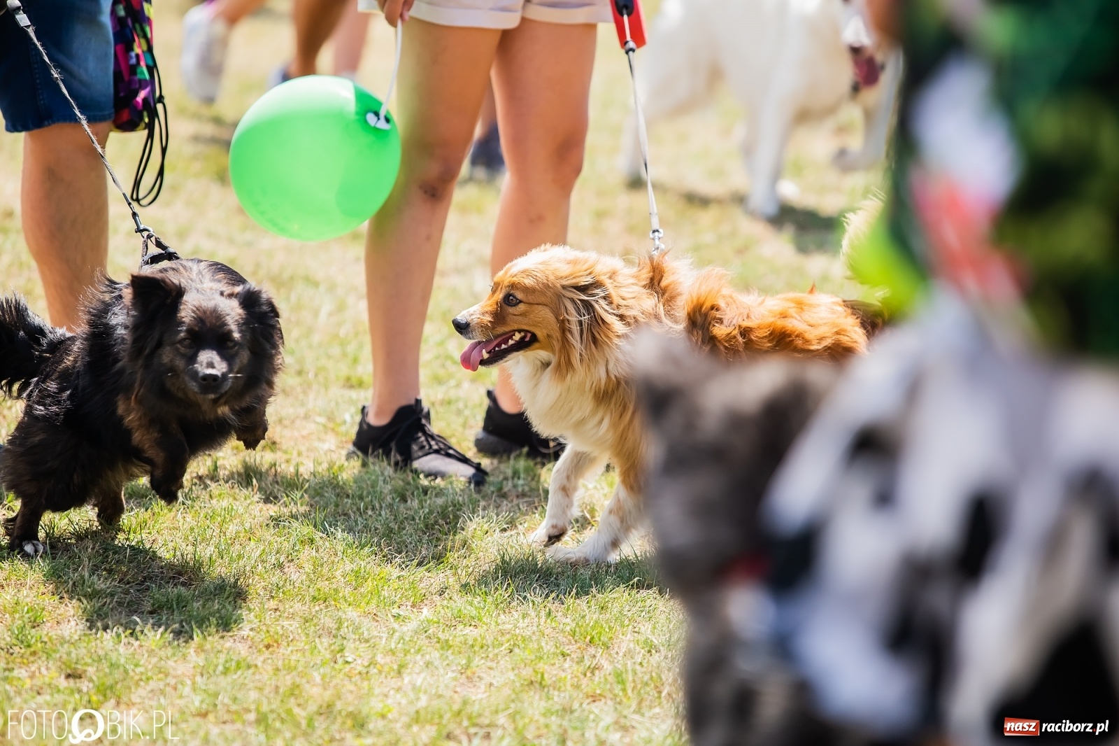 Zdjęcie w galerii na portalu naszraciborz.pl: I raciborskie zawody w dogtrekkingu [FOTO i WIDEO] wiadomości z regionu