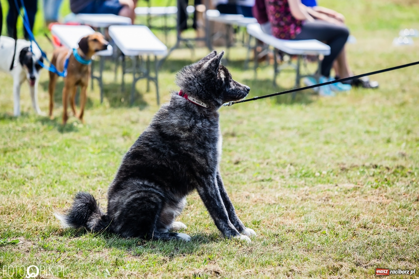 Zdjęcie w galerii na portalu naszraciborz.pl: I raciborskie zawody w dogtrekkingu [FOTO i WIDEO] wiadomości z regionu