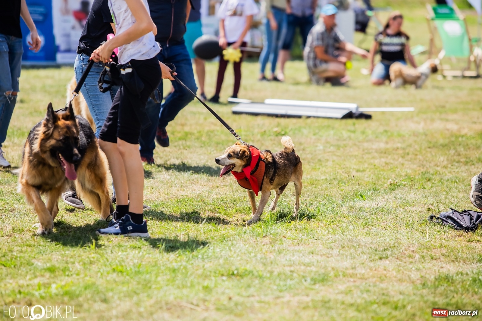 Zdjęcie w galerii na portalu naszraciborz.pl: I raciborskie zawody w dogtrekkingu [FOTO i WIDEO] wiadomości z regionu