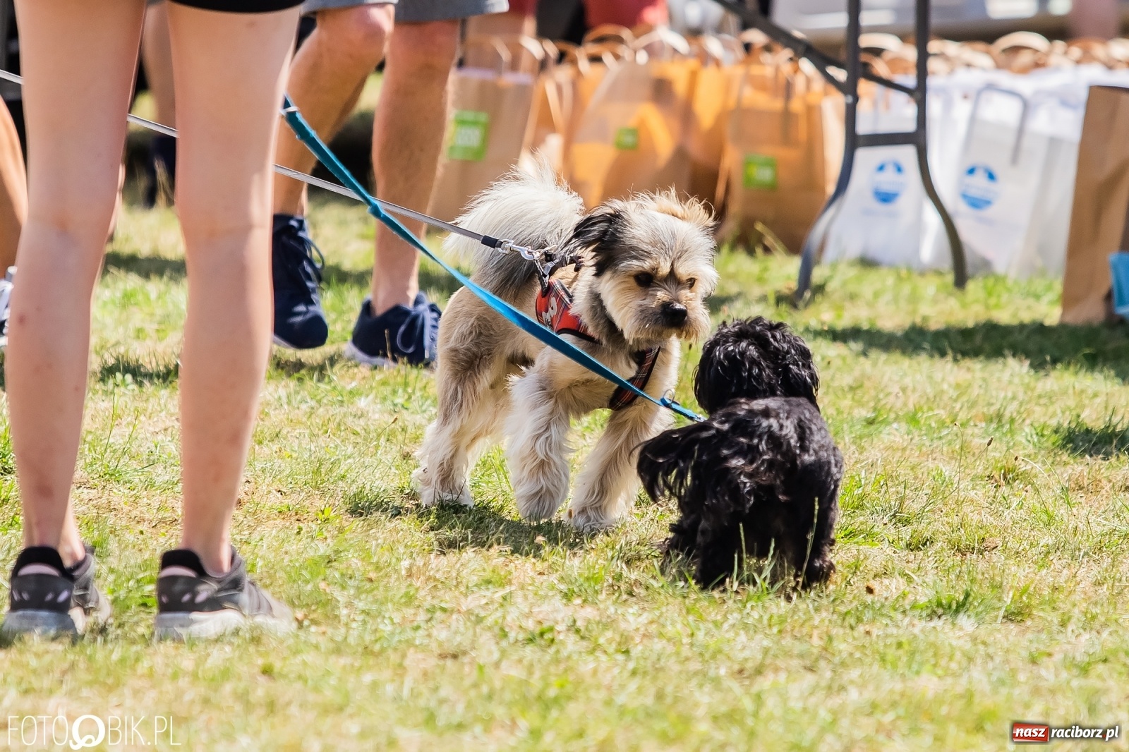 Zdjęcie w galerii na portalu naszraciborz.pl: I raciborskie zawody w dogtrekkingu [FOTO i WIDEO] wiadomości z regionu