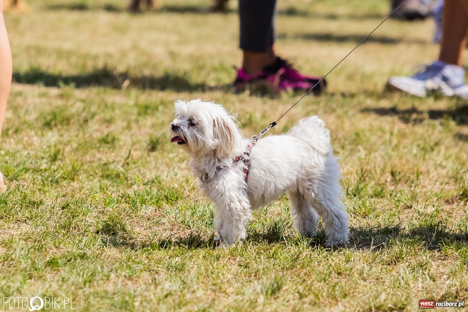 Zdjęcie w galerii na portalu naszraciborz.pl: I raciborskie zawody w dogtrekkingu [FOTO i WIDEO] wiadomości z regionu