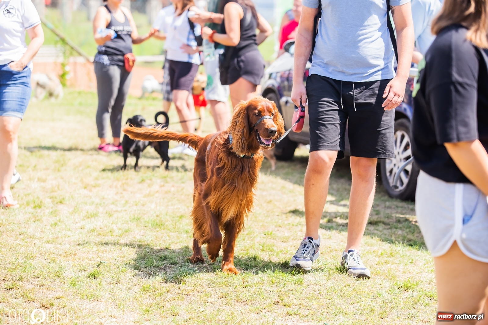 Zdjęcie w galerii na portalu naszraciborz.pl: I raciborskie zawody w dogtrekkingu [FOTO i WIDEO] wiadomości z regionu