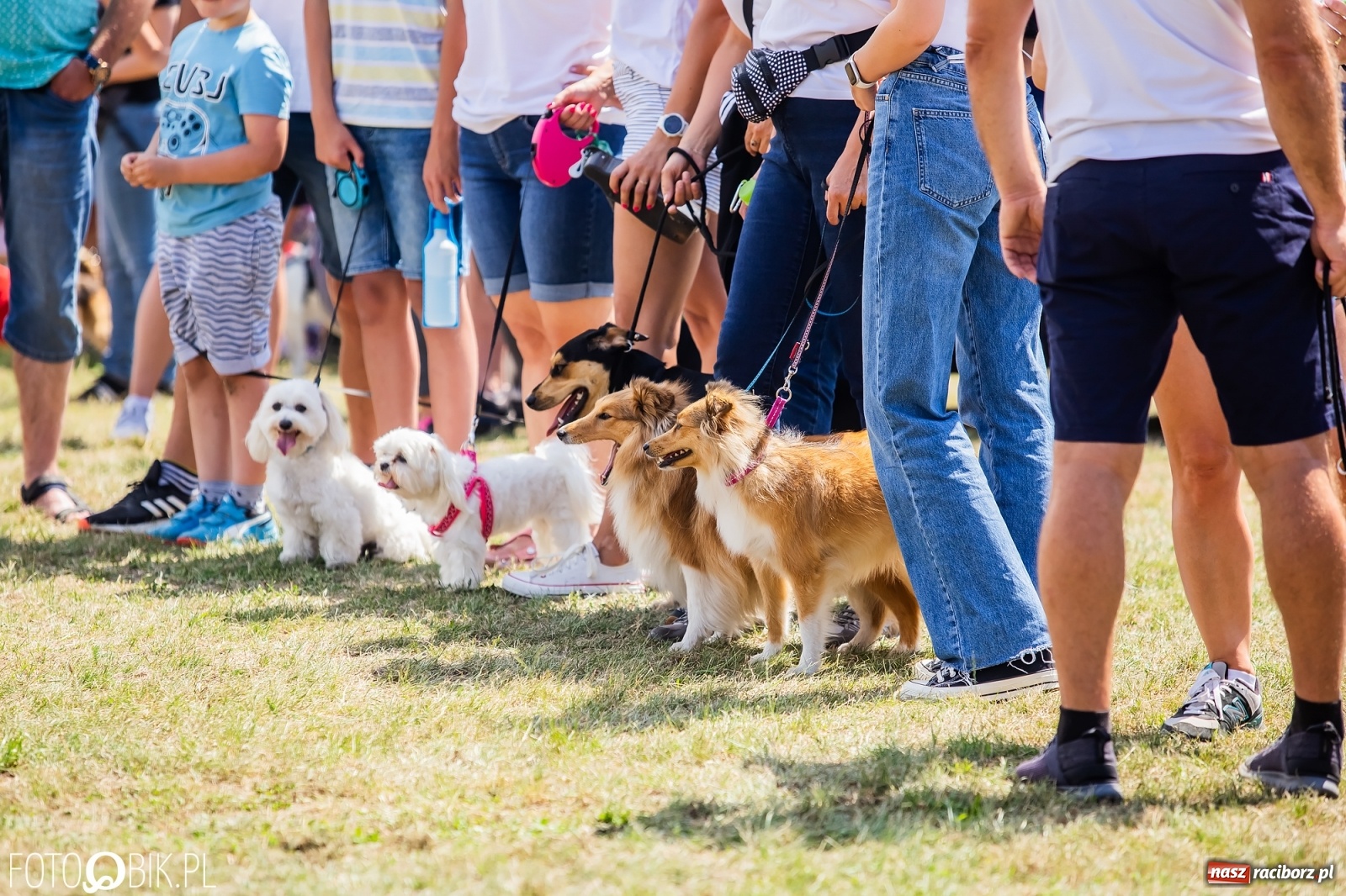 Zdjęcie w galerii na portalu naszraciborz.pl: I raciborskie zawody w dogtrekkingu [FOTO i WIDEO] wiadomości z regionu