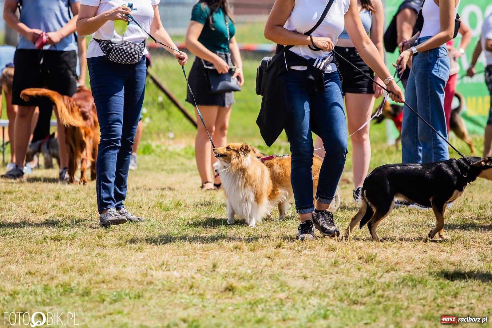 Zdjęcie w galerii na portalu naszraciborz.pl: I raciborskie zawody w dogtrekkingu [FOTO i WIDEO] wiadomości z regionu