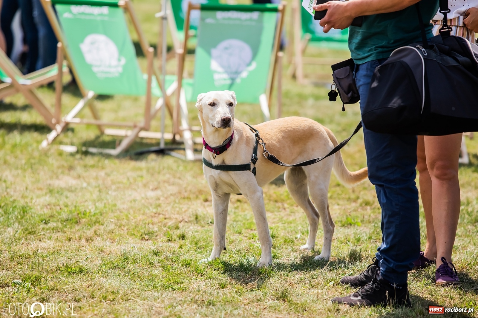 Zdjęcie w galerii na portalu naszraciborz.pl: I raciborskie zawody w dogtrekkingu [FOTO i WIDEO] wiadomości z regionu