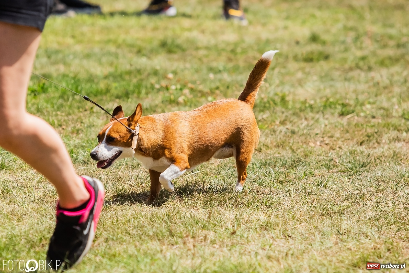 Zdjęcie w galerii na portalu naszraciborz.pl: I raciborskie zawody w dogtrekkingu [FOTO i WIDEO] wiadomości z regionu